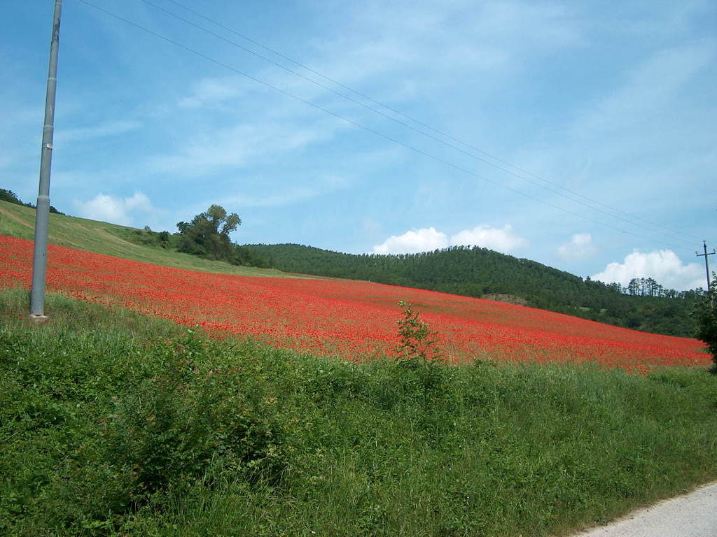 Giugno in fiore rustico villa campagna Marche Cagli (PU) Caicaccia 007.jpg